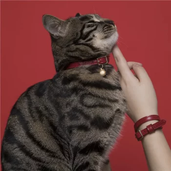 Leather Elasticated Collar with Bell